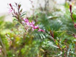 Zweig mit rosa Blüten auf der grünen Wiese im Frühling foto