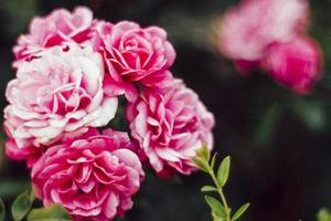 rosa Blüten im selektiven Fokus foto