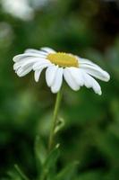 weiße Gänseblümchenblume foto