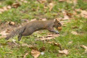 ein graues Eichhörnchen springt, während es eine Nuss hält foto