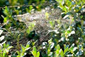 Spinnennetz auf Buchsbaum foto