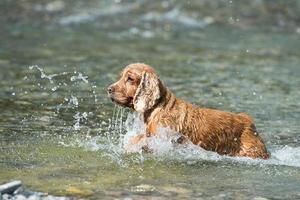 Welpe Hund Cocker Spaniel spielt am Strand foto