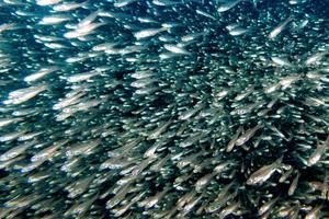 Glas fischt riesige Köderkugel, die sich unter Wasser bewegt foto