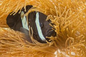 clownfische, während sie dich beim tauchen in indonesien von einer anemone aus betrachten foto