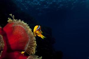 Clownfische in roter Anemone foto