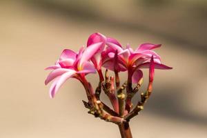 Frangipani-Blüten isoliert foto