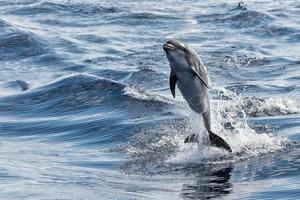 Gewöhnlicher Delphin, der außerhalb des Ozeans springt foto