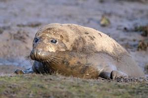 Kegelrobbenwelpe beim Entspannen am Strand in Großbritannien foto