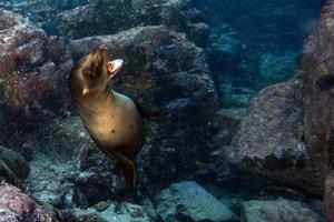 Seelöwenrobbe unter Wasser beim Galapagos-Tauchen foto