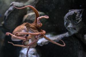 Oktopus unter Wasser Nahaufnahme Porträt während der Jagd foto