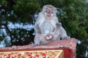 macque affe affe im induistischen tempel von bali foto