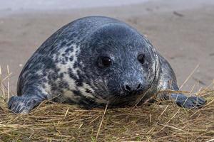 Kegelrobbenwelpe beim Entspannen am Strand in Großbritannien foto