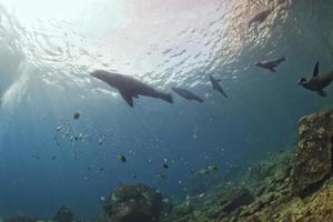 Familie von Seelöwen unter Wasser, die dich ansieht foto