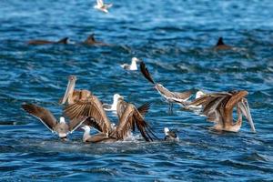 Pelikan- und Delfinjagd in Sardinenköderballfischen foto