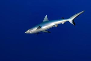 grauer Hai, der bereit ist, unter Wasser im Blau anzugreifen foto