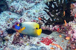 Porträt eines erwachsenen Kaiser-Kaiserfisches foto