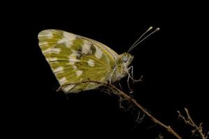 ein grün-weißer Schmetterling auf schwarzem Hintergrund foto