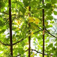 Weinreben im Weinberg im ländlichen Hinterhof foto