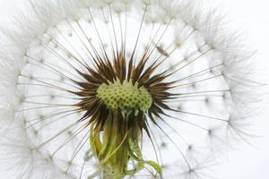 Makroansicht des Inneren des weißen Löwenzahns foto