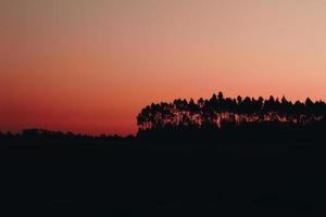 Silhouette der Bäume foto