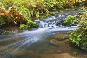 Herbstbach und Fluss foto