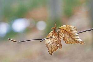 trockene Blätter an den Ästen foto