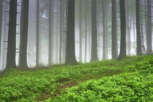 Fichtenwald und Nebel foto