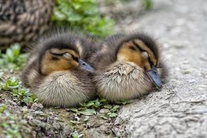 Ente mit zwei Welpen beim Schlafen foto