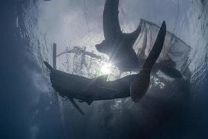Nahe Begegnung mit Walhaien in der West-Papua-Cenderawasih-Bucht foto