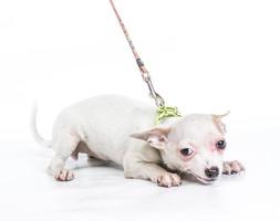 lustige Welpen-Chihuahua-Posen auf weißem Hintergrund foto