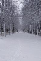 Winterstraße mit schneebedeckten Bäumen und Bänken. Wintergasse foto