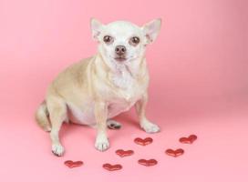 brauner kurzer haar f chihuahua hund, der kamera anschaut, sitzt auf rosa hintergrund mit roten glitzerherzen. hundeliebhaber und valentinstag-konzept. foto