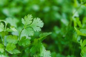 frischer Koriander im Garten foto