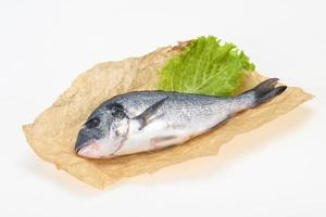 roher Dorada-Fisch zum Kochen foto