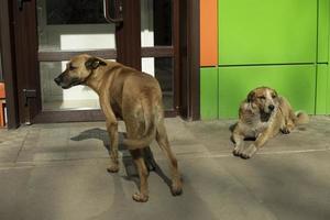 Zwei streunende Hunde auf der Straße im Sommer. Haustiere ohne Besitzer. foto