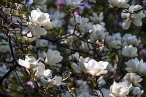 Blüte der Magnolienblüten im Frühling foto