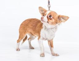 lustige Welpen-Chihuahua-Posen auf weißem Hintergrund foto