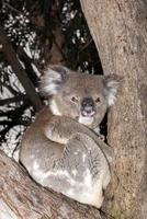 wilder Koala auf einem Baum, während er dich ansieht foto