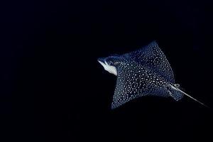 Eagle Ray Manta beim Tauchen auf den Malediven foto