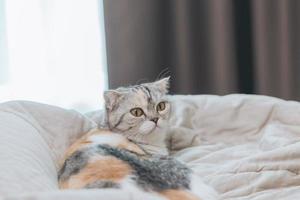 süße katze, die im bett schläft foto