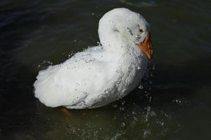 Gans waschbar. Wasser fließt aus Gans. Wasservogel. Tierwelt. weiße Federn. foto