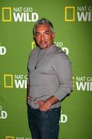 los angeles, 3. jan. - cesar millan kommt bei der winter-tca-cocktailparty 2013 der national geographischen kanäle an. im Langham Huntington Hotel am 3. Januar 2013 in Pasadena, ca foto