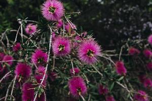 Nahaufnahme von rosa Blumen foto