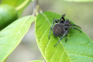 Nahaufnahme der Spinne auf Blatt foto