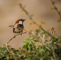 Vogel auf Zweigen foto