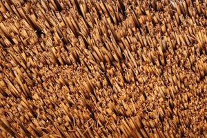 brauner bambustexturhintergrund aus natürlichen bambusstrohhalmen. die orientalische asiatische dacheindeckung hat ein schönes gelbes muster, zaunstruktur foto