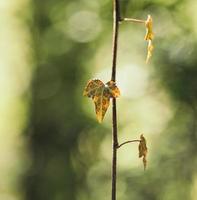 braunes getrocknetes Blatt foto