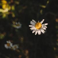 weiße und gelbe Blume foto