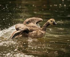 braune Ente spritzt ins Wasser