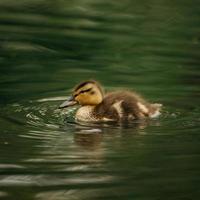 braune Ente schwimmt im Wasser